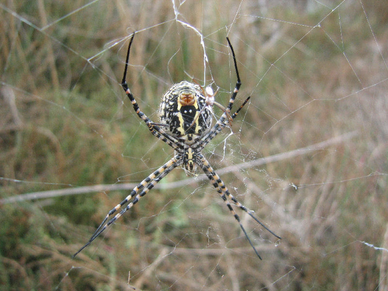 Argiope bruennichi e Argiope lobata